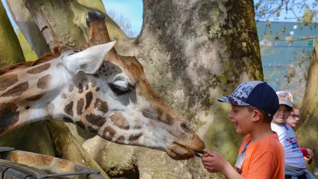 Kidskriebels - Safarikamp Beekse Bergen