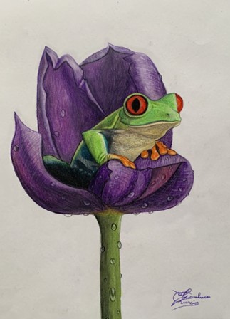 Kikker met kleurpotloden