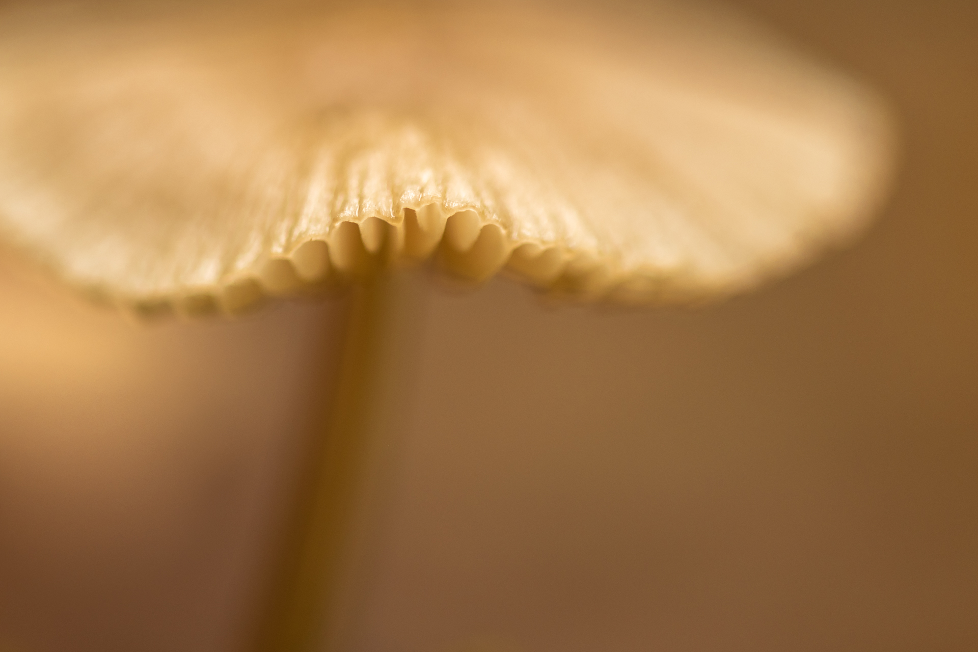 Beginnen met natuurfotografie? Dan is dit jouw kans!