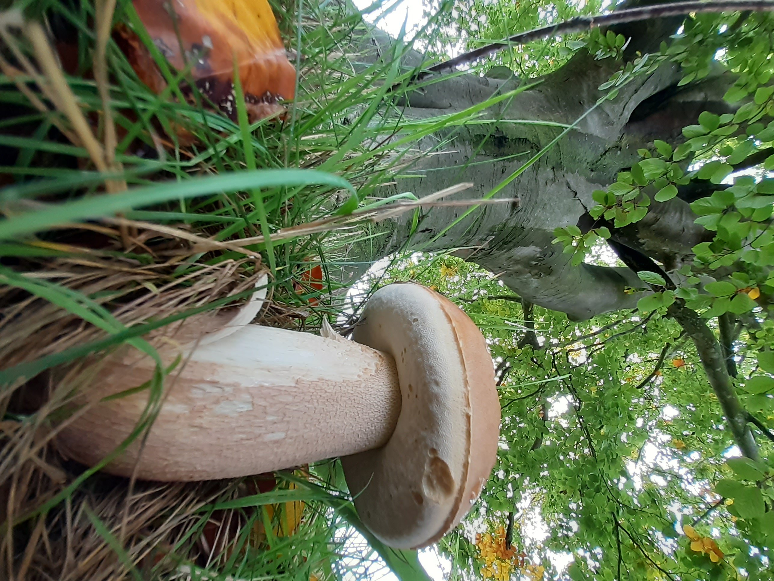 Boleet in Provinciedomein Huizingen