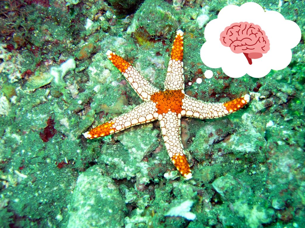 Een foto uit de ronde 'Rare Beestjes'