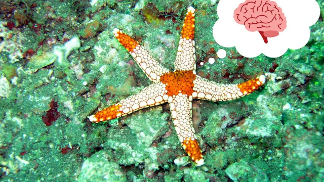 Een foto uit de ronde 'Rare Beestjes'