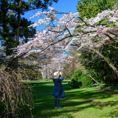 De kerselaars bloeien 