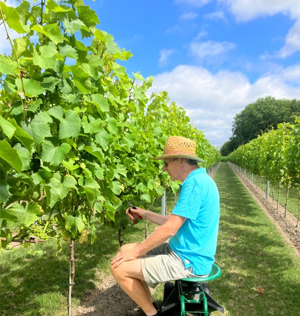 man die aan wijnranken zit te snoeien