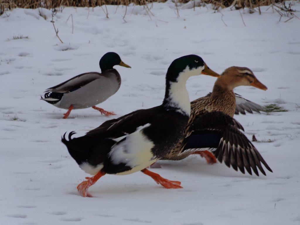 Spelende eendjes in de sneeuw