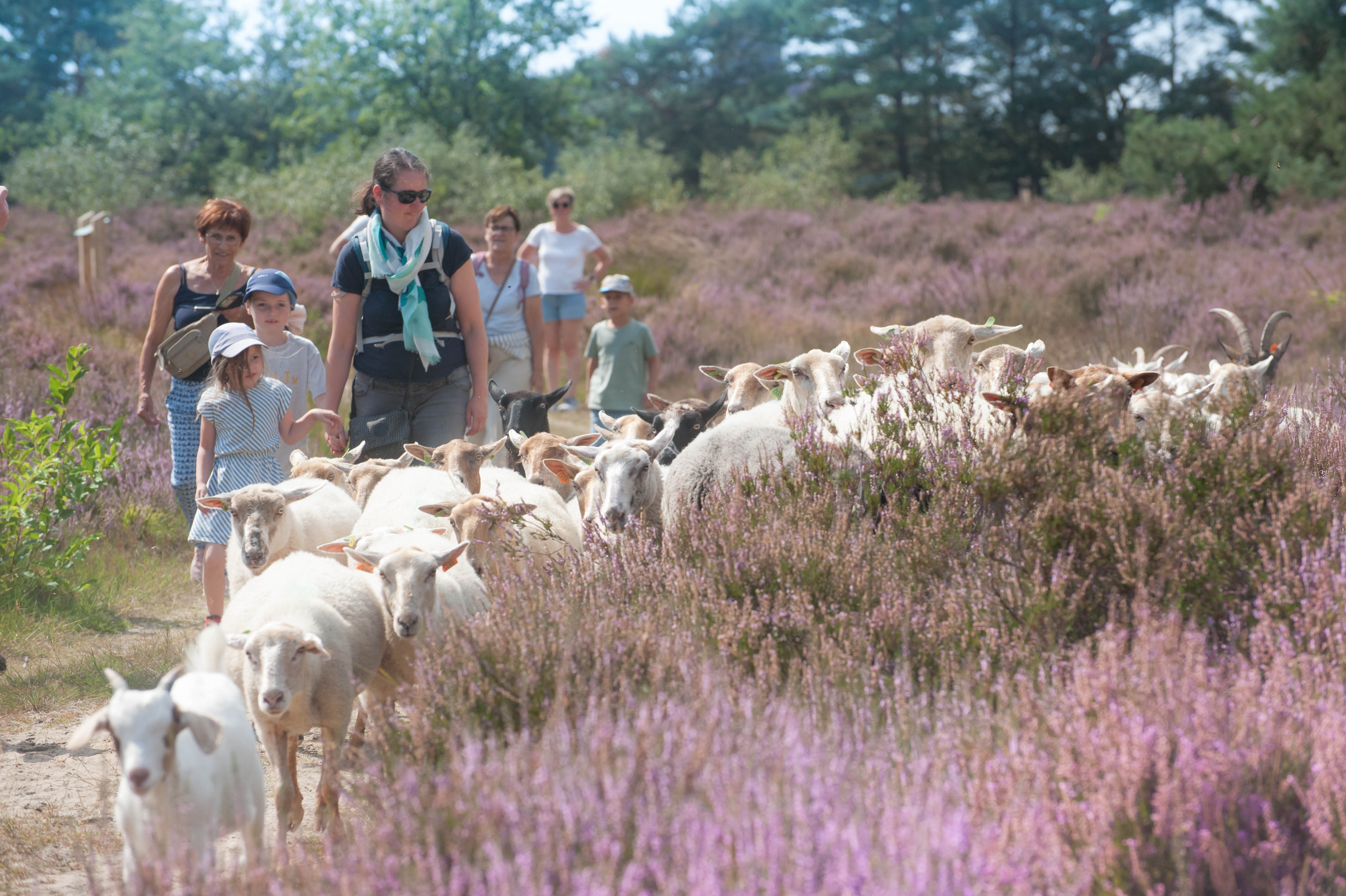 Schapenwandeling in de heide