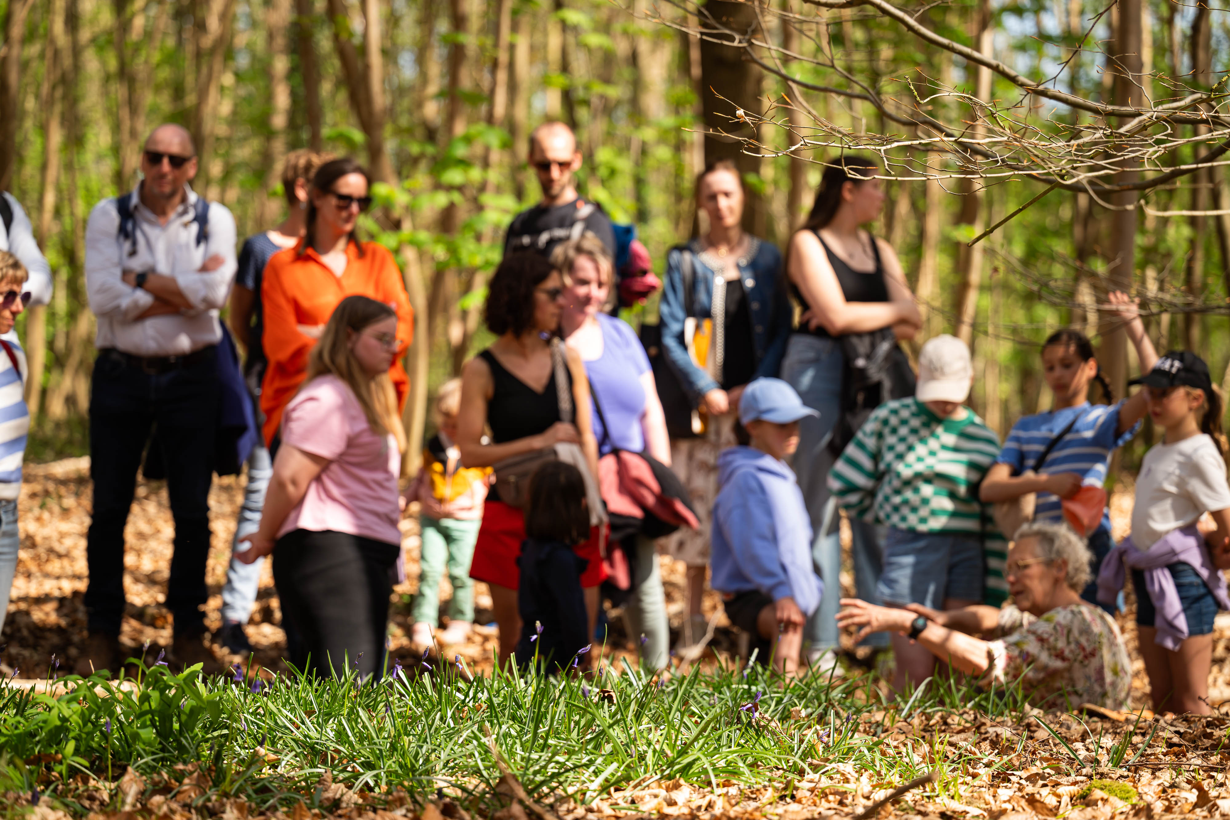 Boshyacintenwandeling