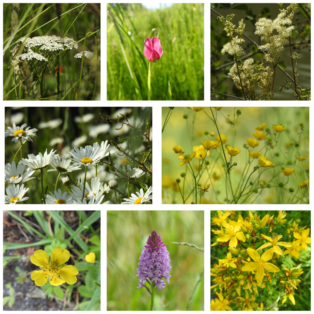 Cursus zomerbloeiers