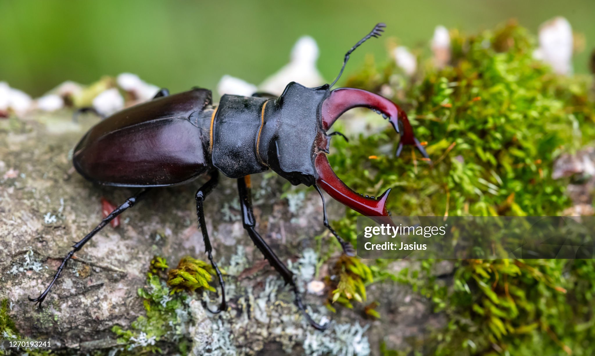 Lucanus cervus