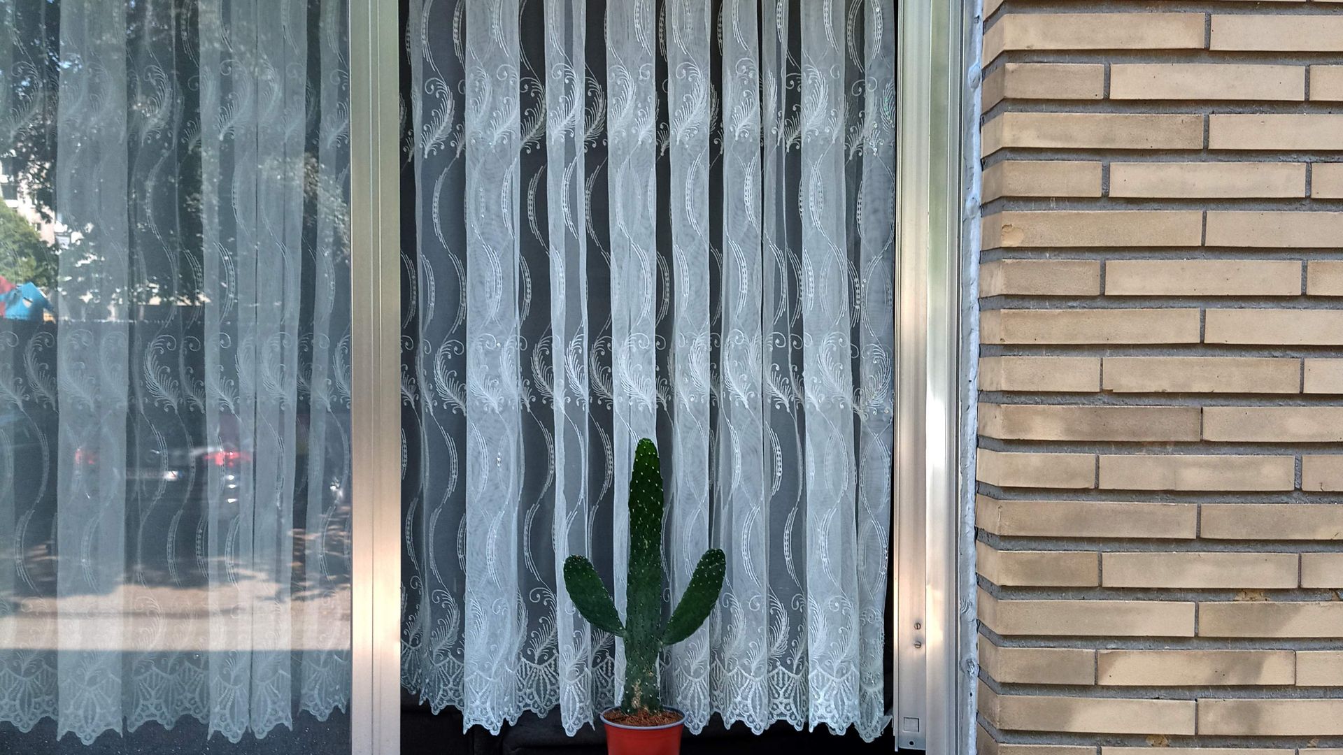 Dit lijkt een beetje op een cactus - Zwerm/Bad van Marie