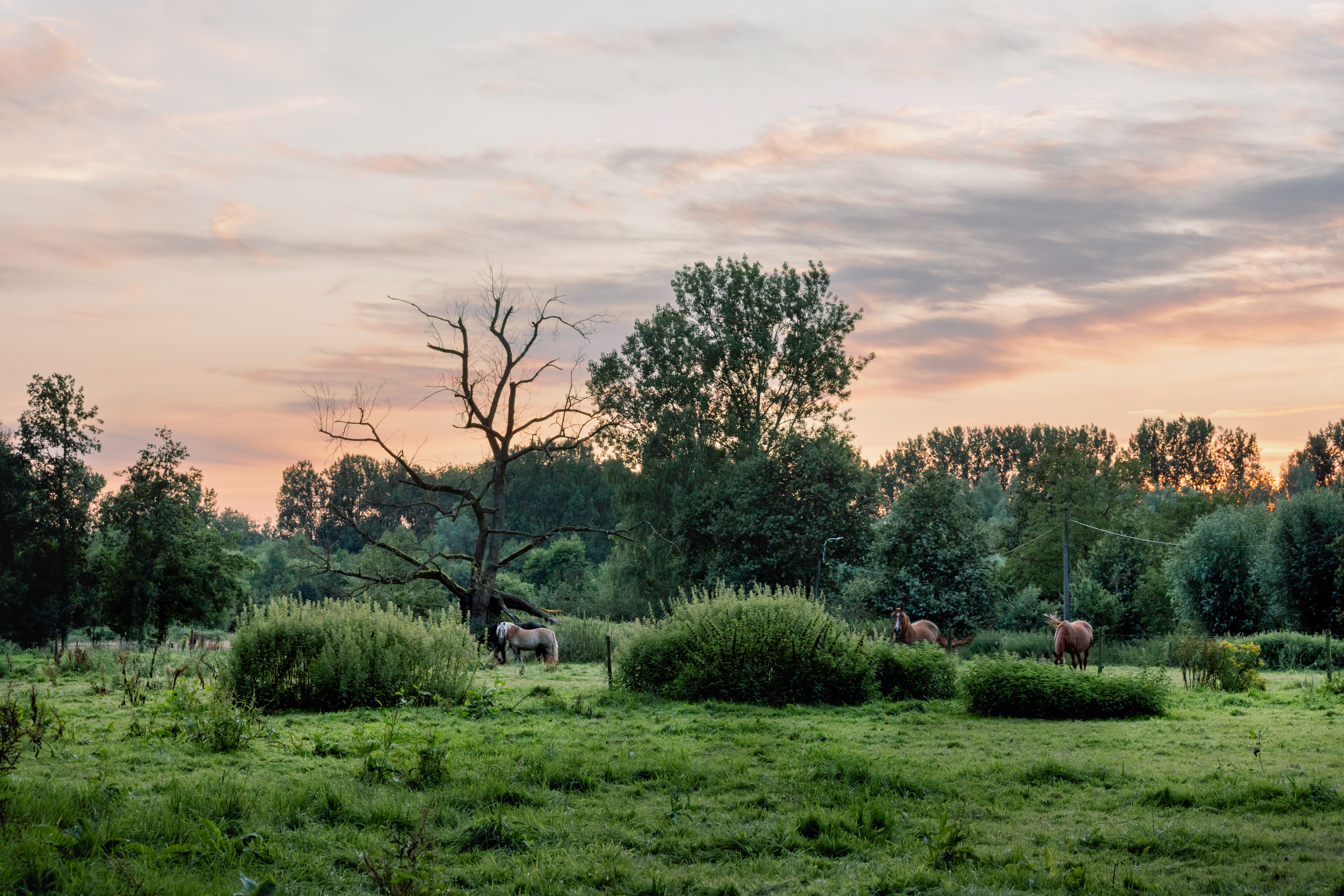 Lokerse Moervaartmeersen