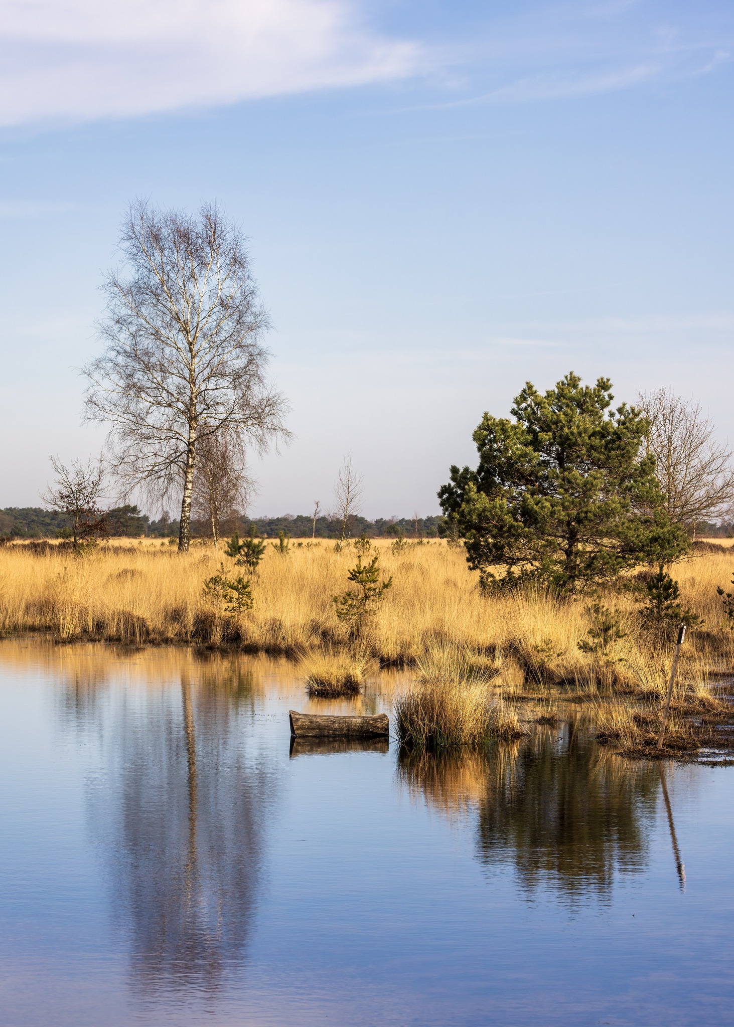 Prille lente op de heide!