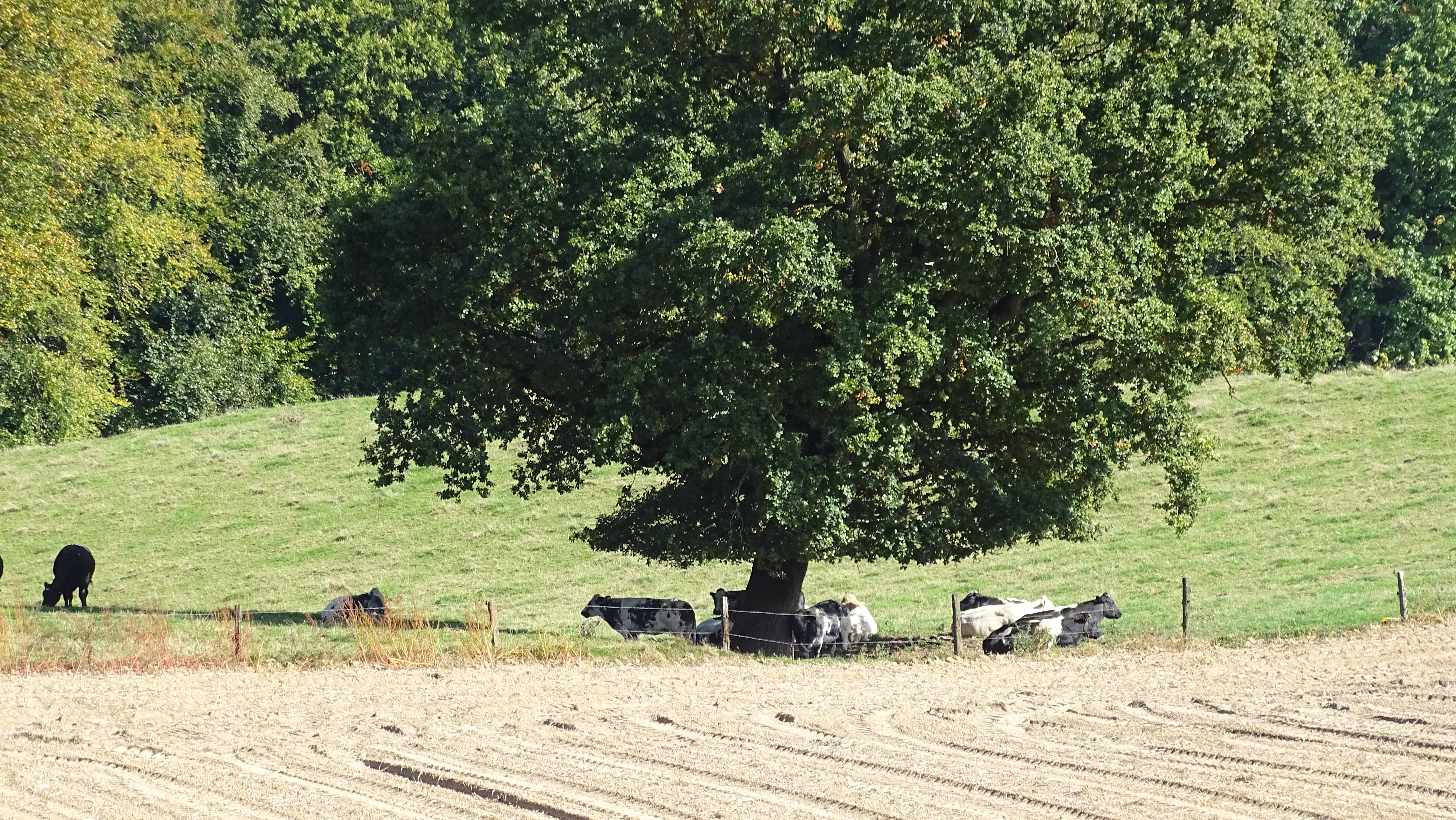 Wandelen en zoeken in de Vlaamse Ardennen