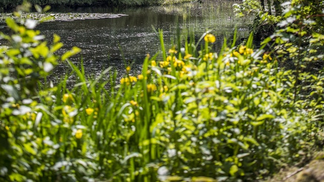 planten in en rond de vijver