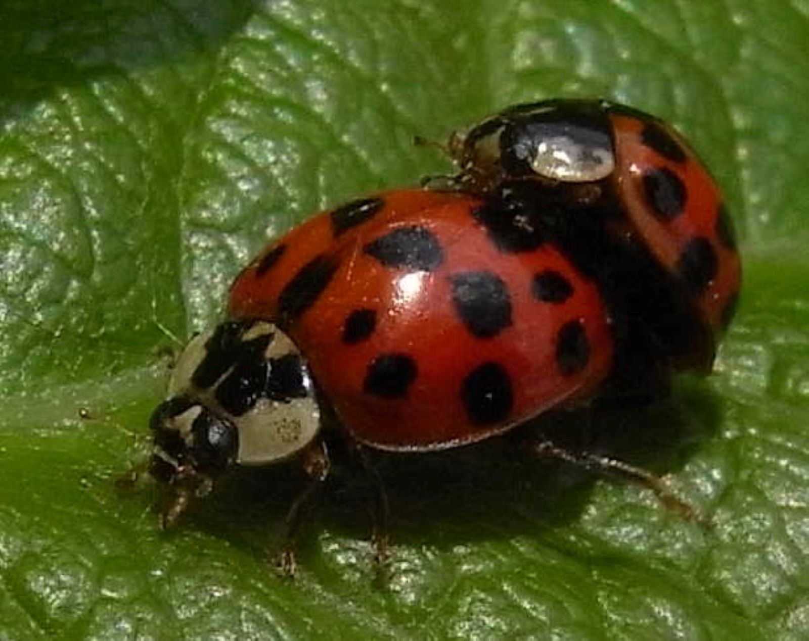 Évolution : sexe, drogues et violence