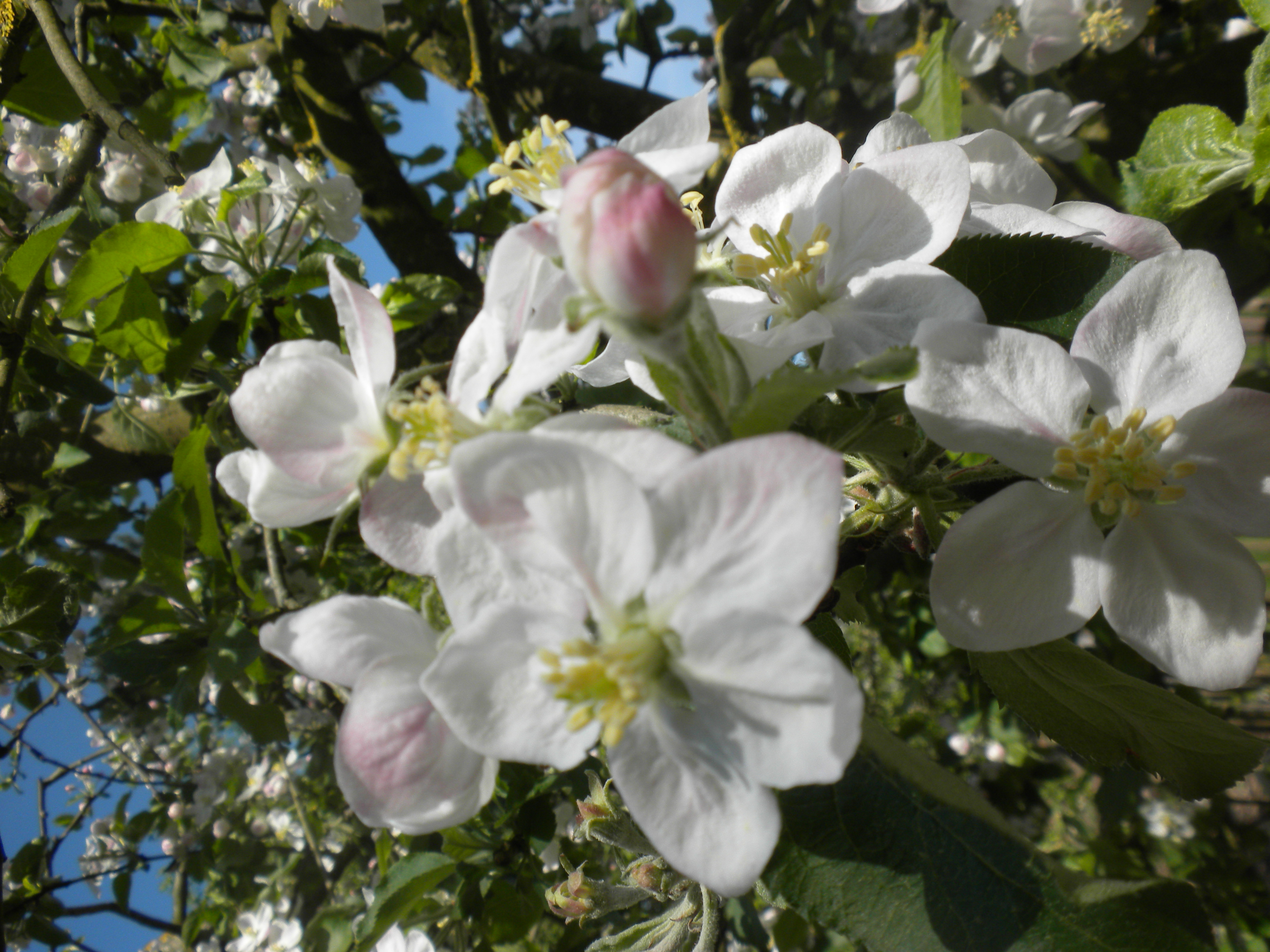 Geniet van de prachtige appelbloesems!