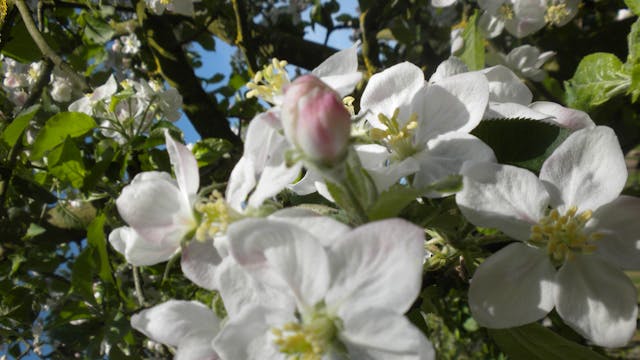 Geniet van de prachtige appelbloesems!