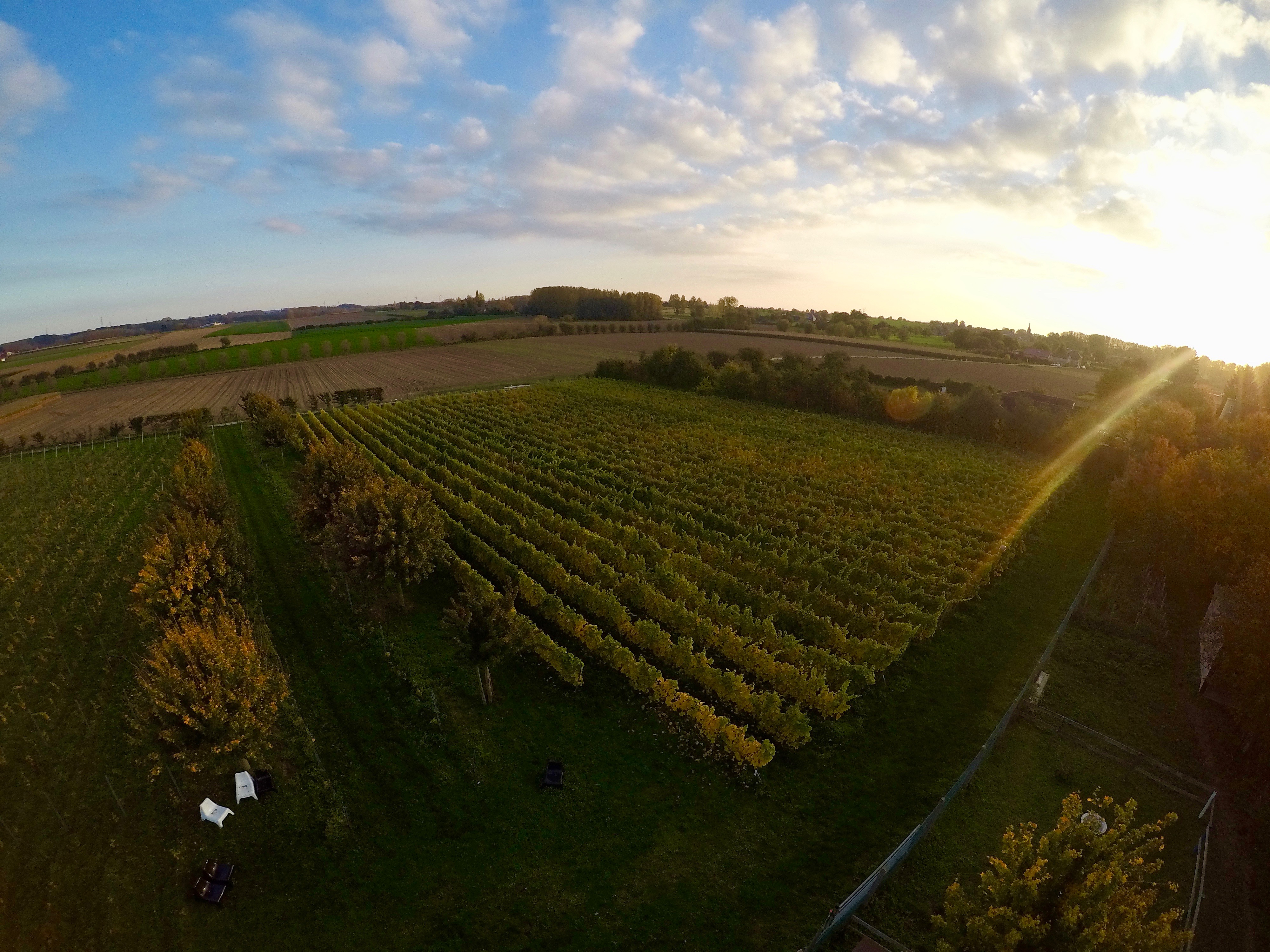 Dappersveld, Bruut Wijndomein