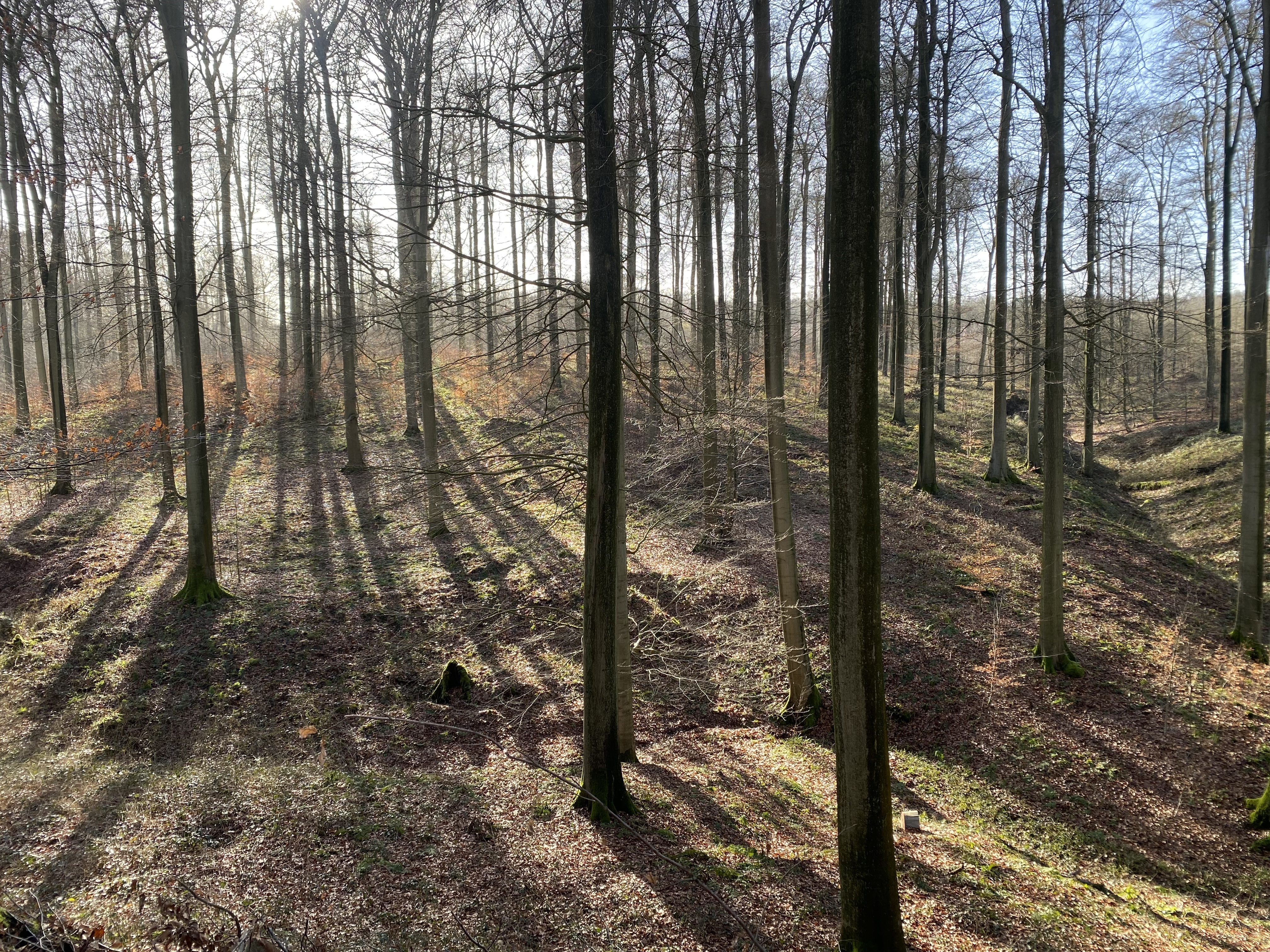 la Forêt de Soignes