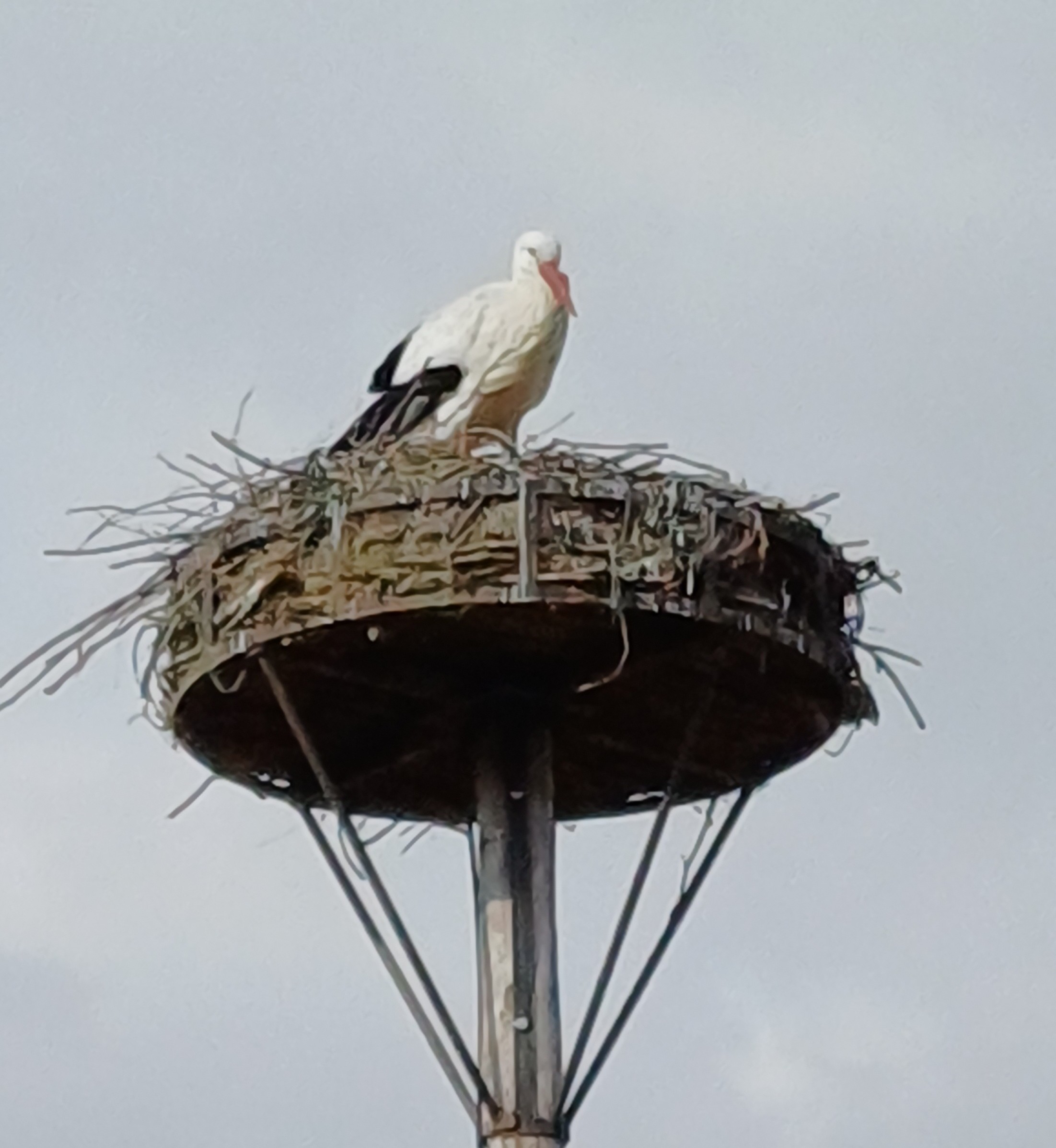 Ooievaars kijken toe op onze Okra wandeling in de Brielmeersen in Deinze.