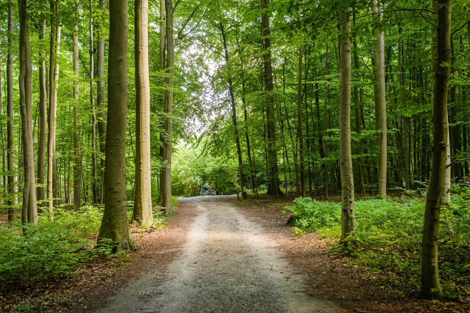 Forêt de Soignes : les arbres, ces êtres si surprenants !