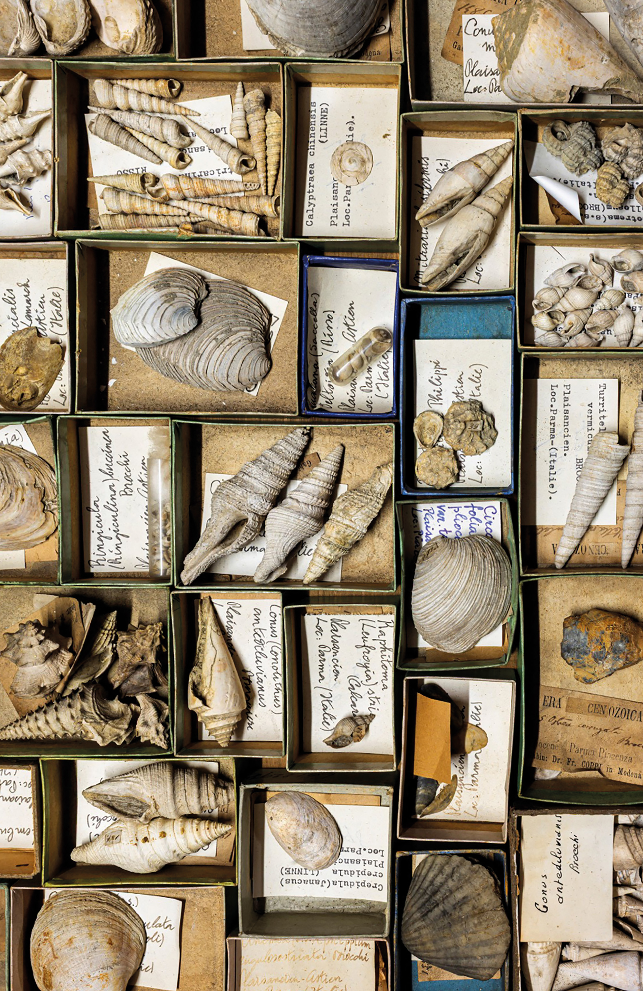 Schelpencollectie KU Leuven