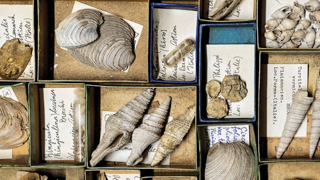 Schelpencollectie KU Leuven