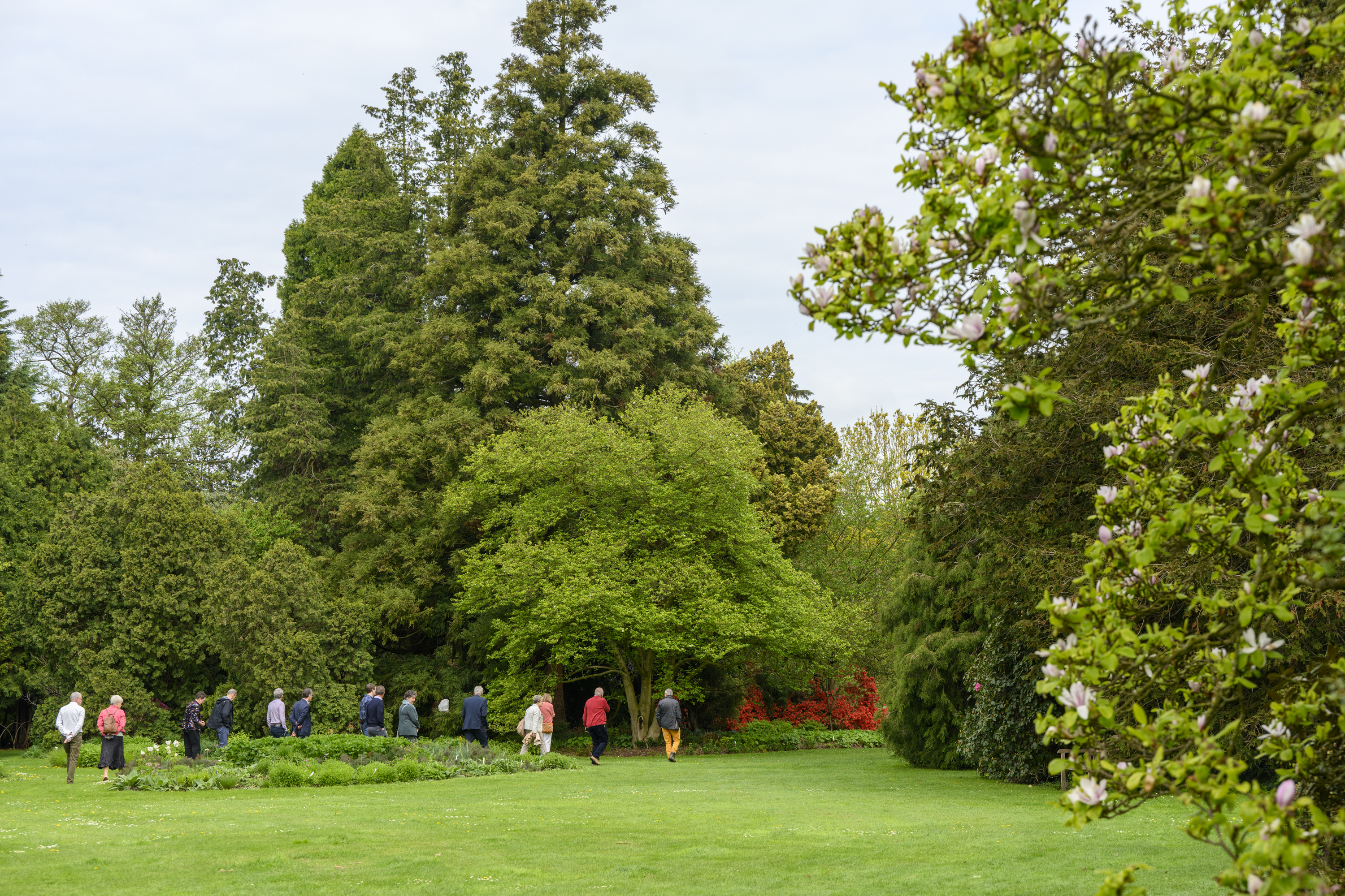 Een groep bezoekers wandelt over graspaden langs bomen en borders in lentetooi, voorjaar in Arboretum Kalmthout.