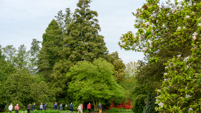 Een groep bezoekers wandelt over graspaden langs bomen en borders in lentetooi, voorjaar in Arboretum Kalmthout.