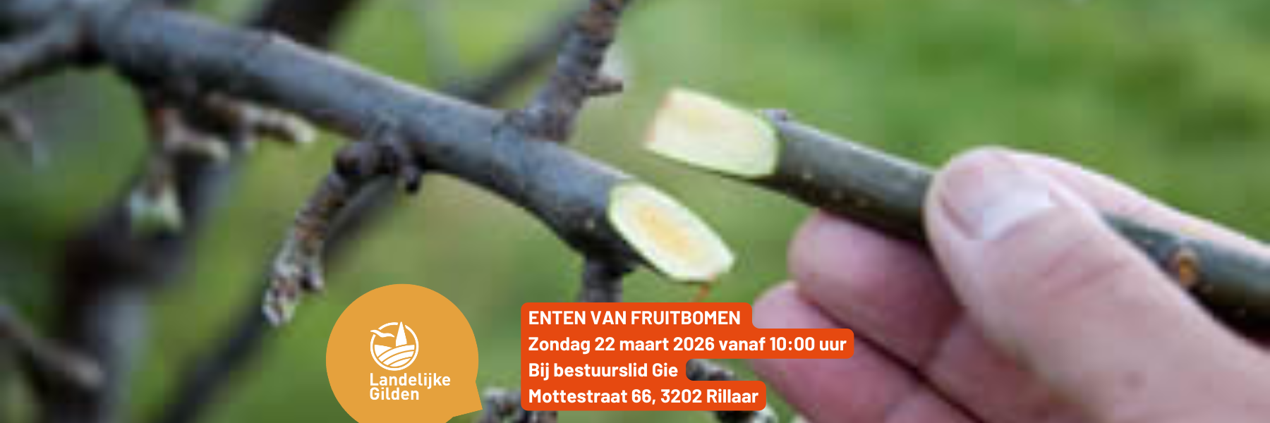 ENTEN VAN FRUITBOMEN