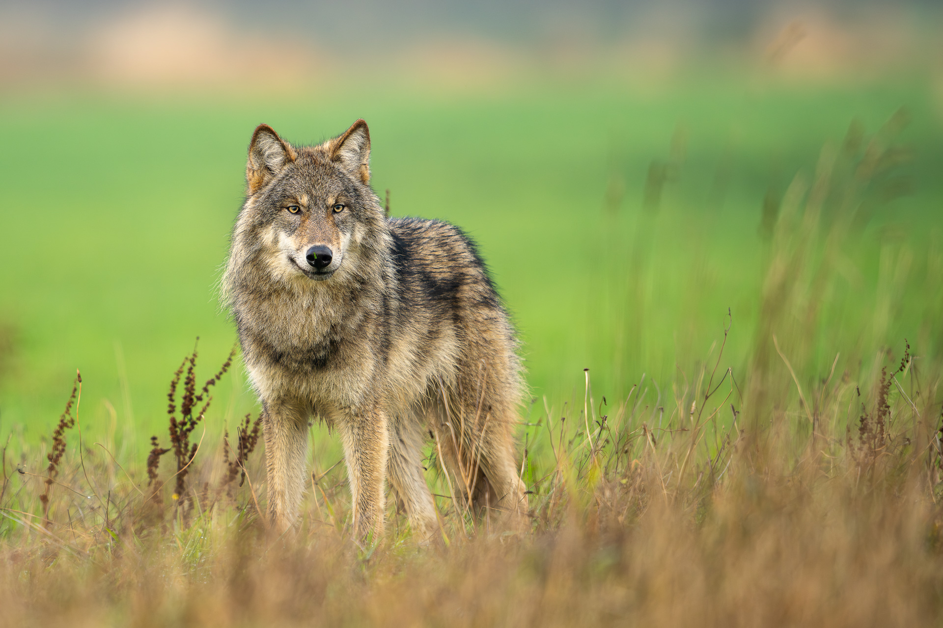 In het spoor van de wolf