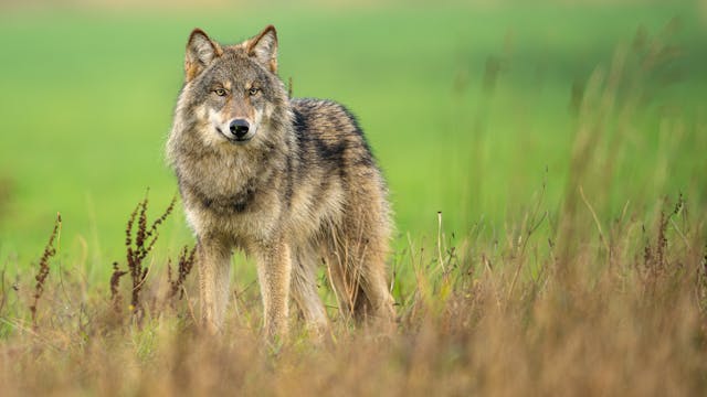 In het spoor van de wolf