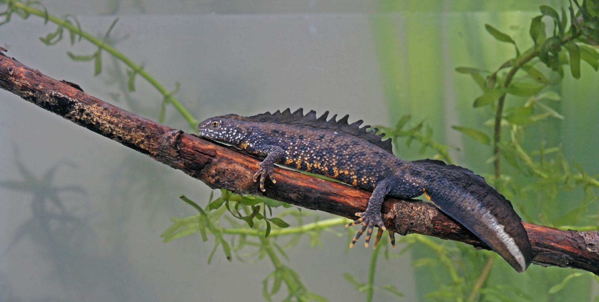 Foto van een kamsalamander