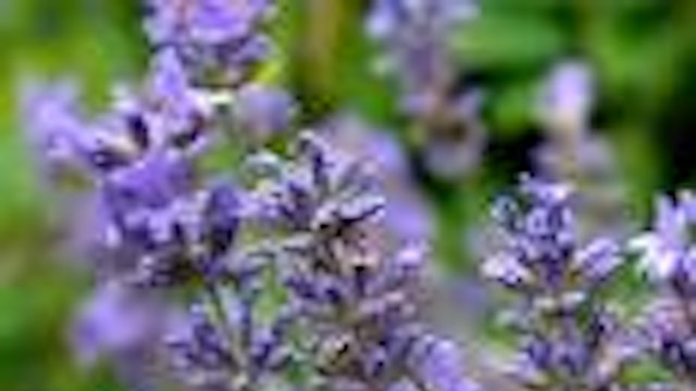 Aroma