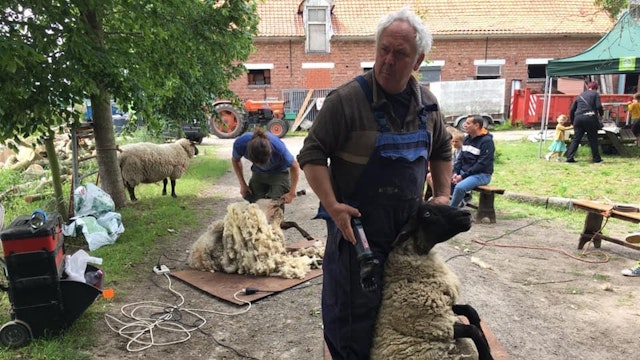 Schapendag: scheren en wolactiviteiten