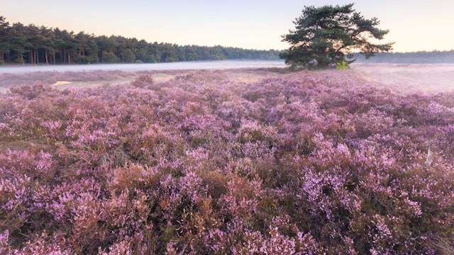 Heuvelse Heide