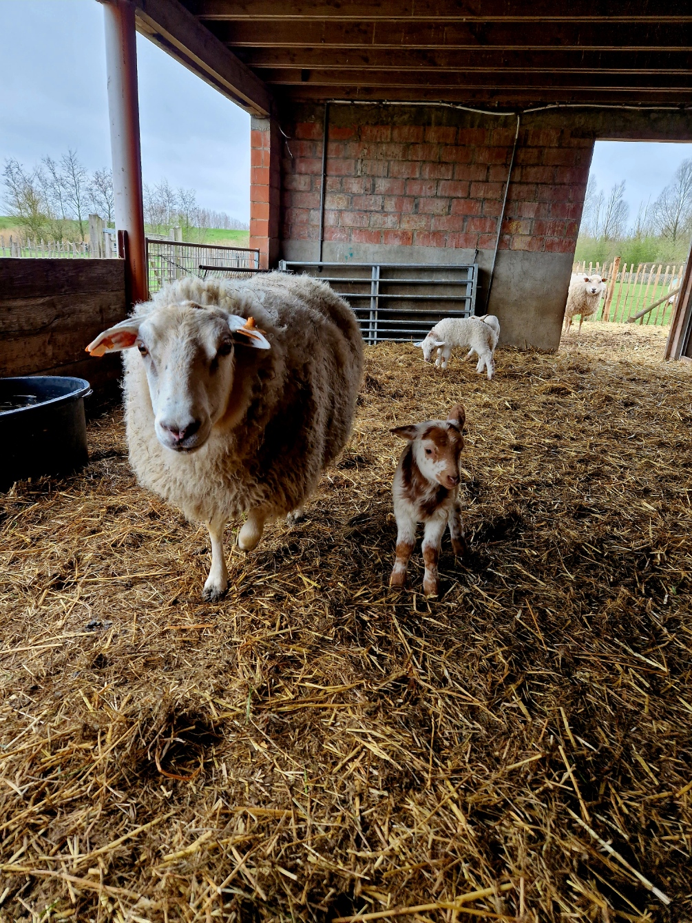 Schapen op stal in de Kinderboerderij