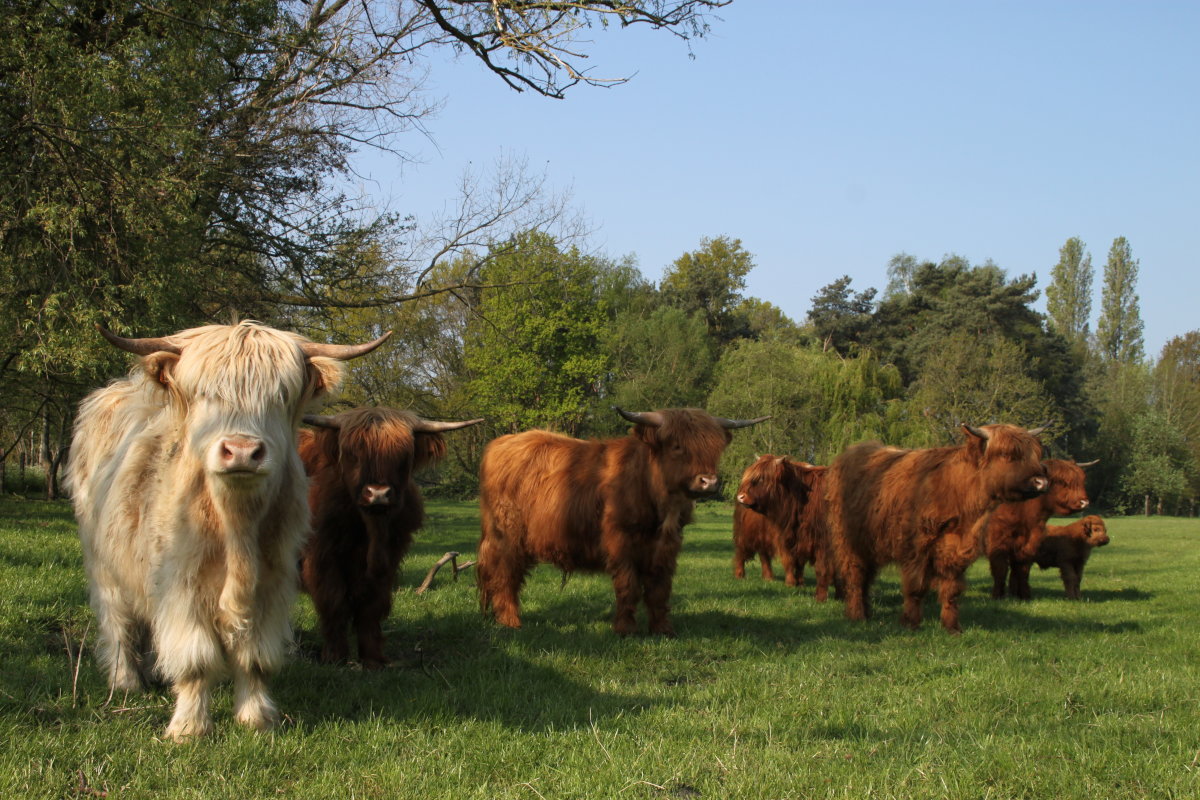 Schotse Hooglanders van Sheela Farm