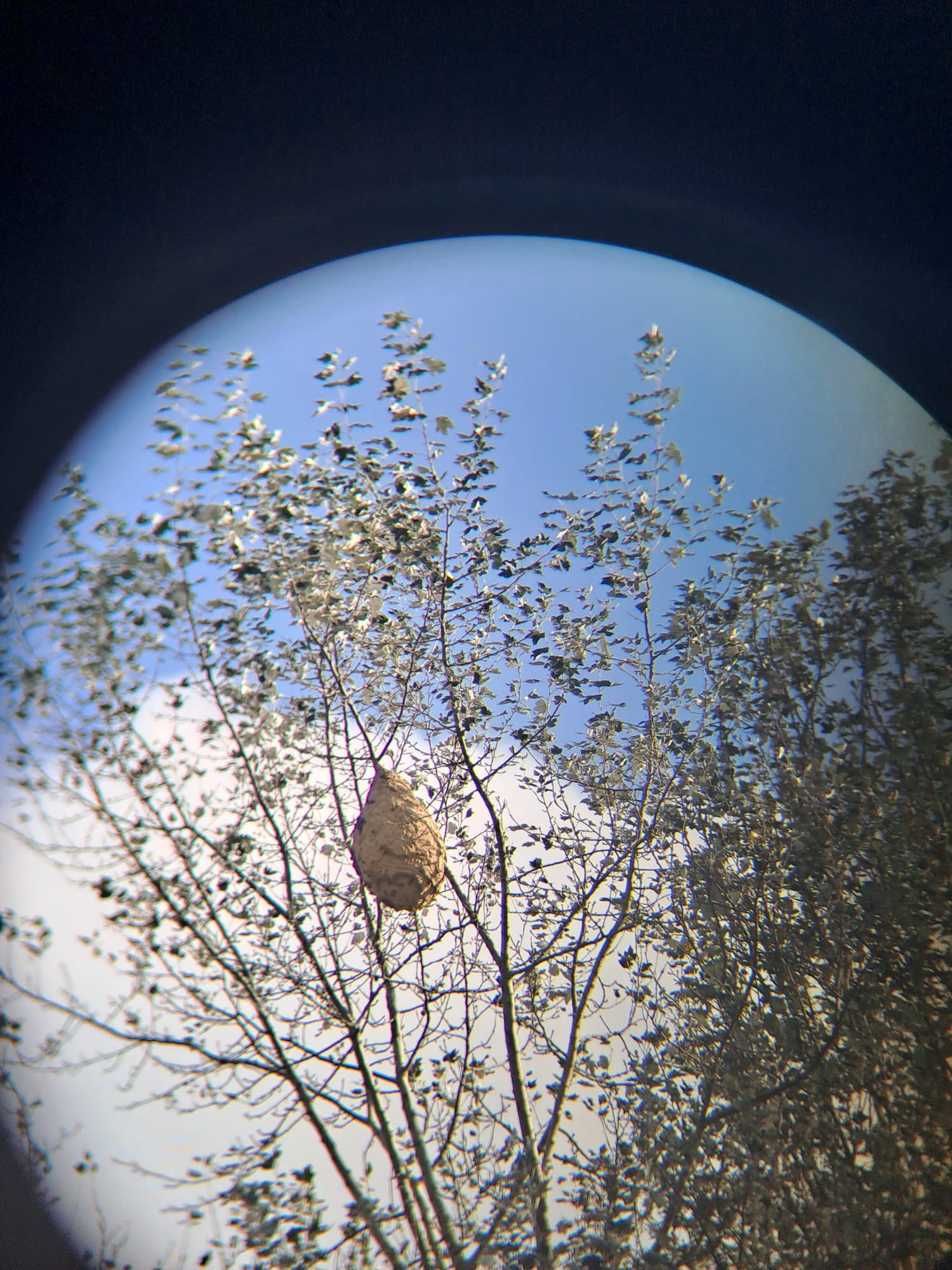 Azatische hoornaar nest
