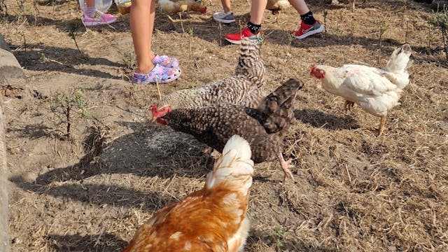 Kinderboerderij De Lange Schuur