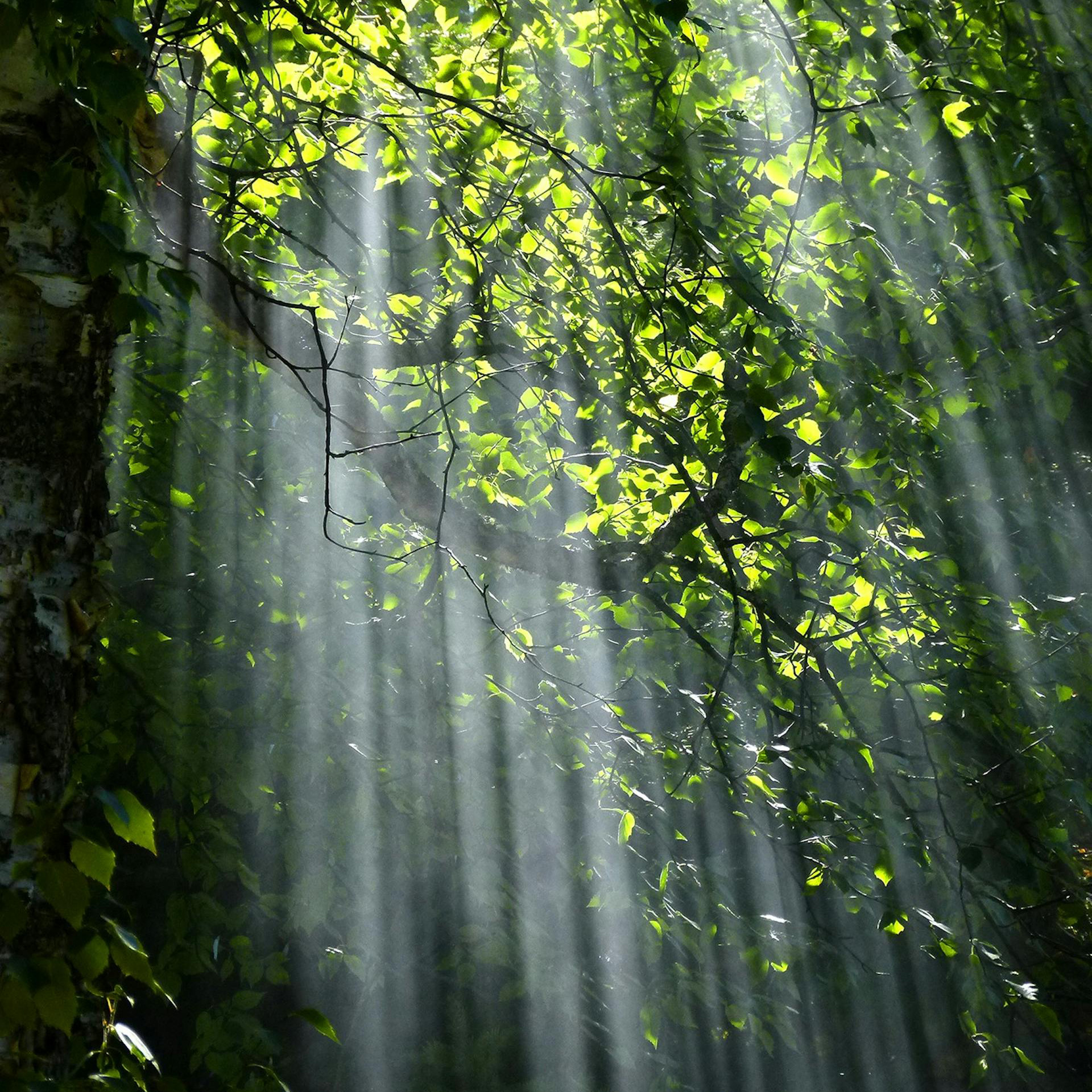 Lichtheid van bestaan