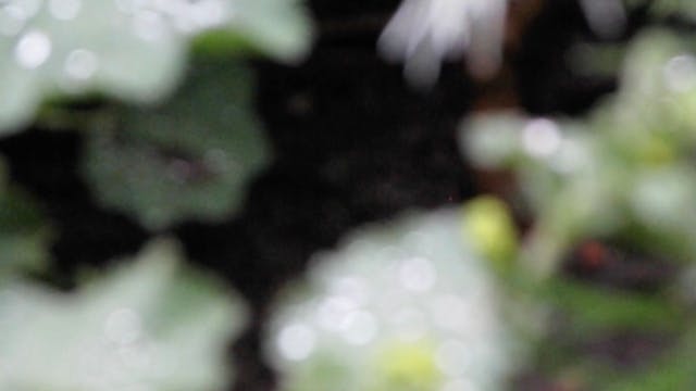 Anne Reijniers en Eline De Clercq - Gesamthof / A Lesbian Garden