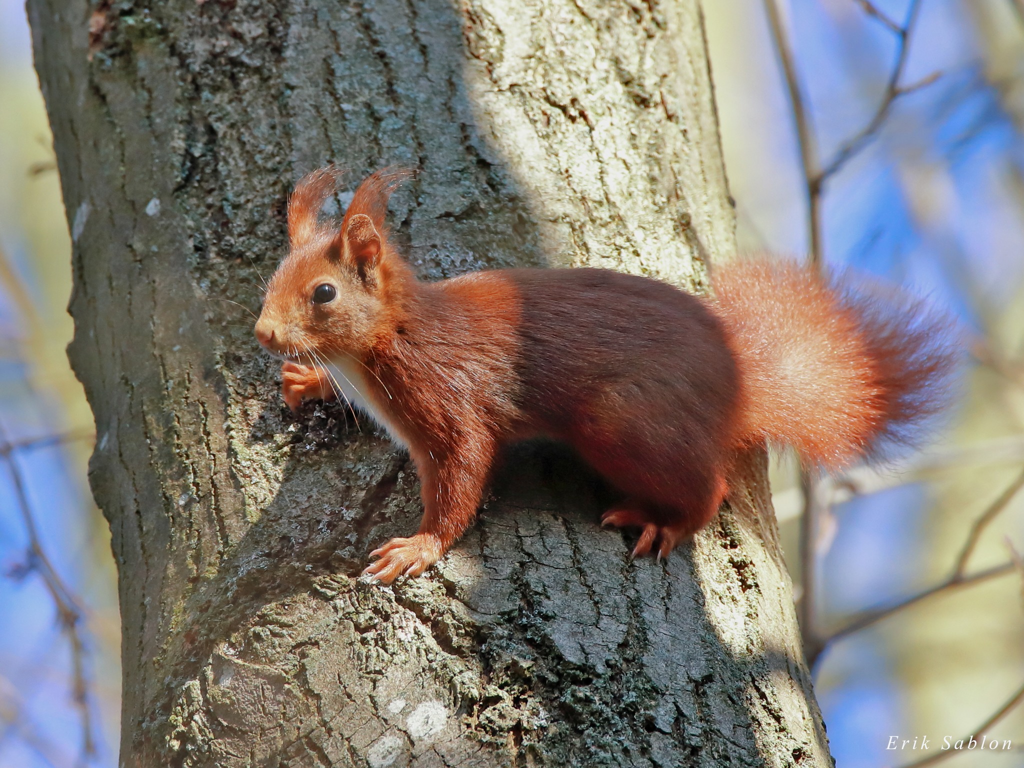 Schatten van Vlieg in domein De Gavers in Geraardsbergen