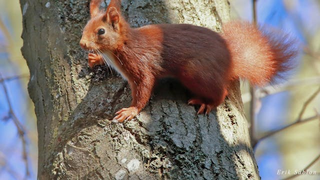 Schatten van Vlieg in domein De Gavers in Geraardsbergen