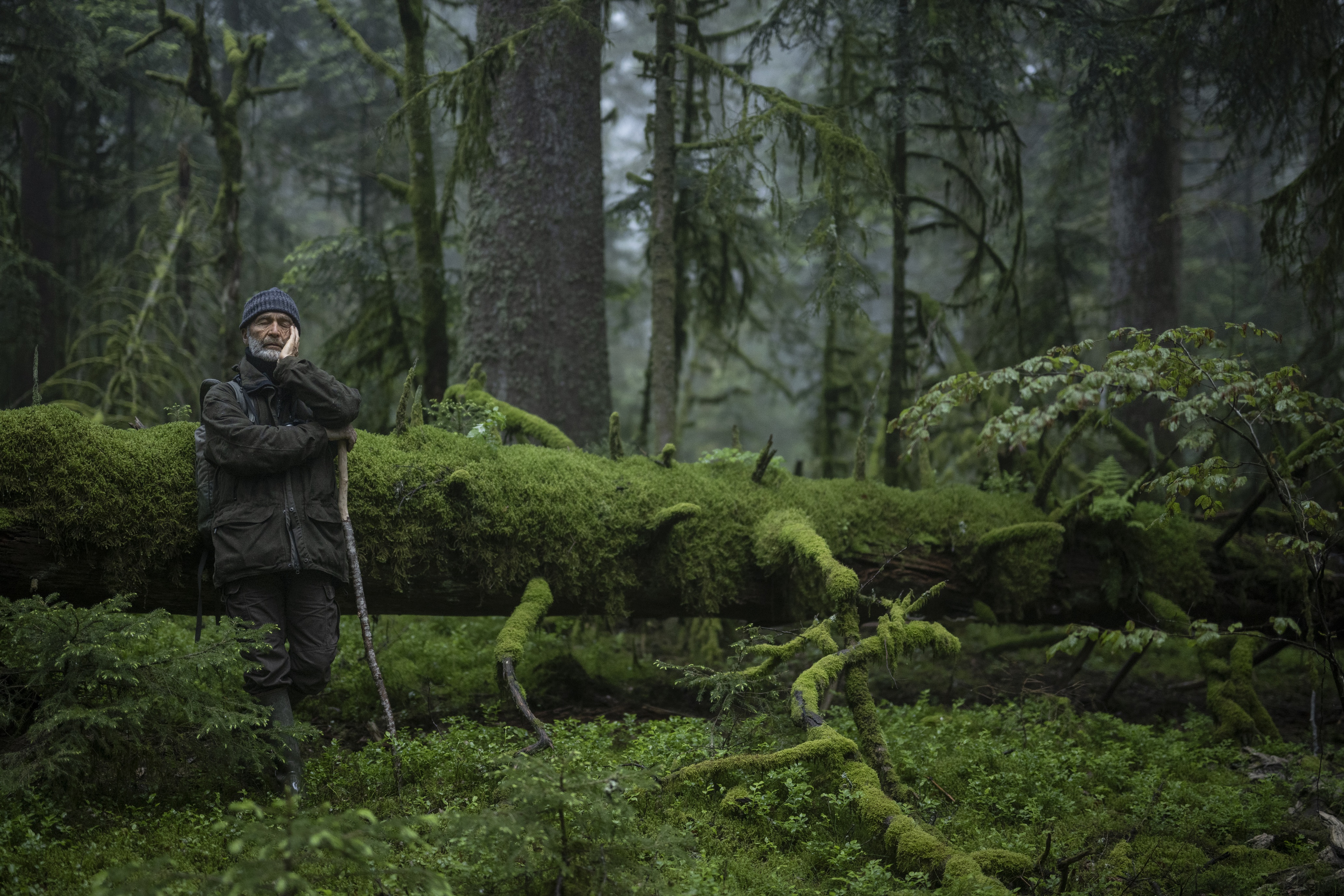 Le chant des forêts - Vincent Munier