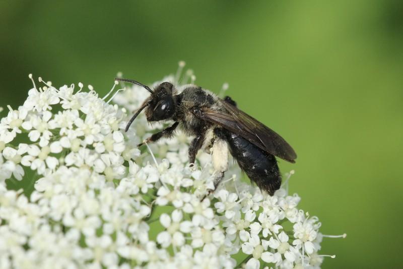 Natuurpunt