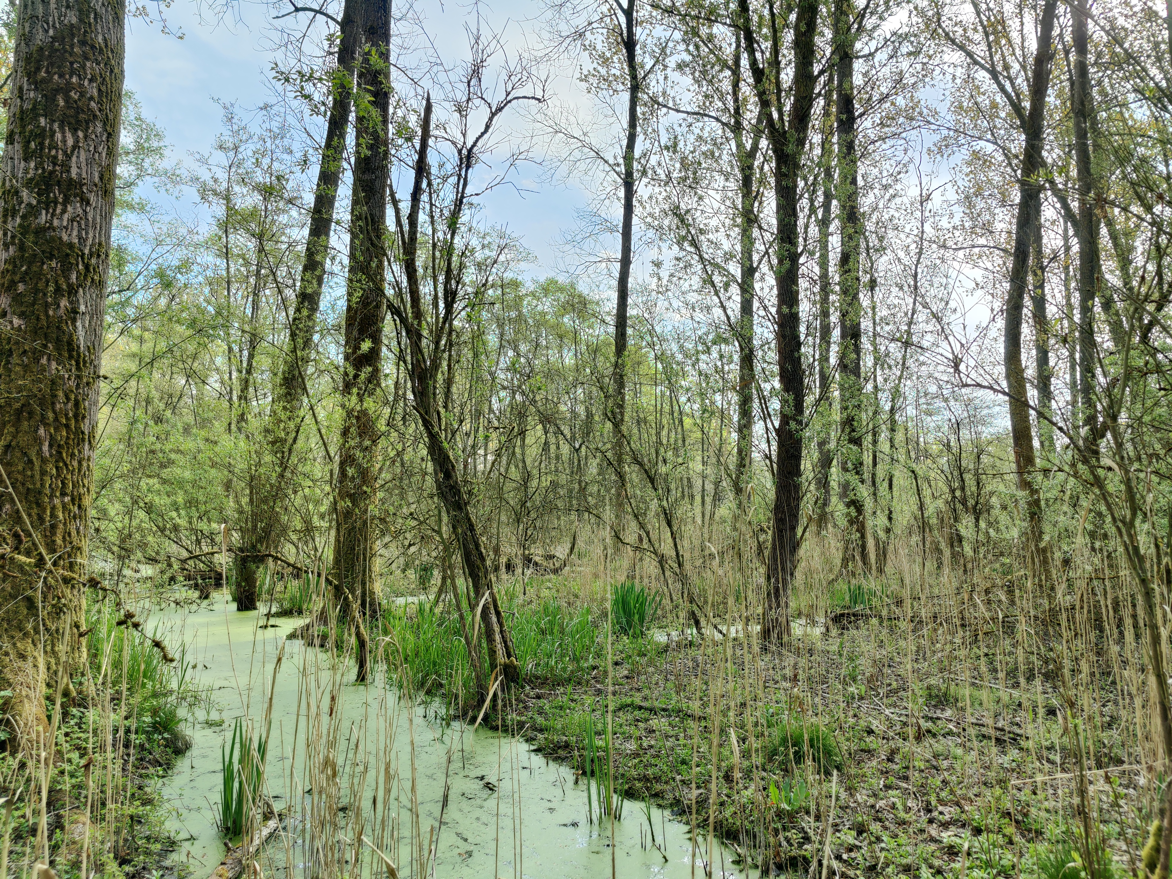 Kwaadbroeken-Pollare