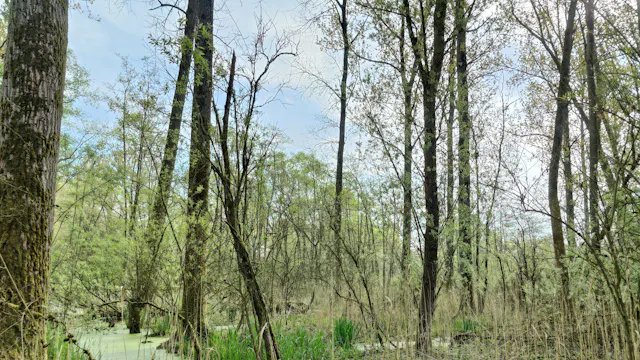 Kwaadbroeken-Pollare