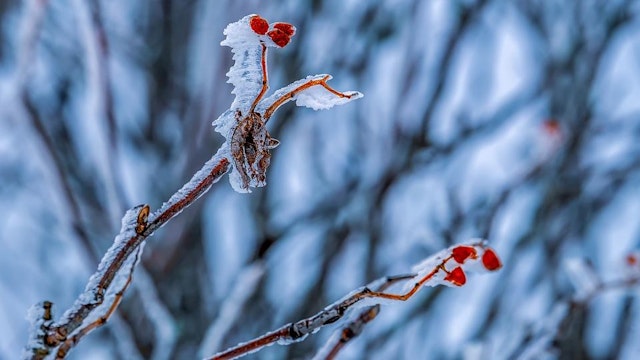 Het bos in winterslaap?