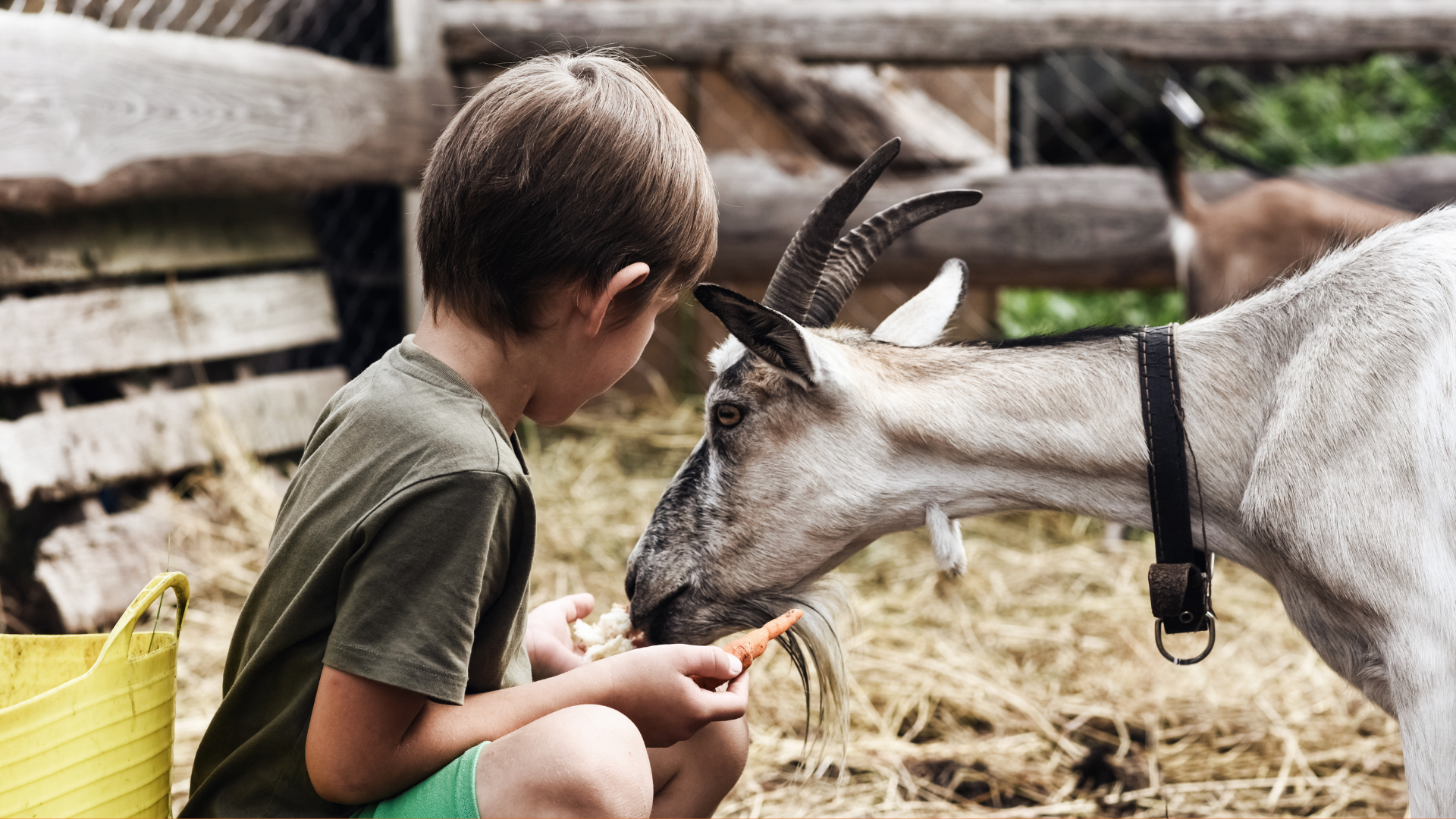 Themakamp zomervakantie: week 2 - dierenplezier